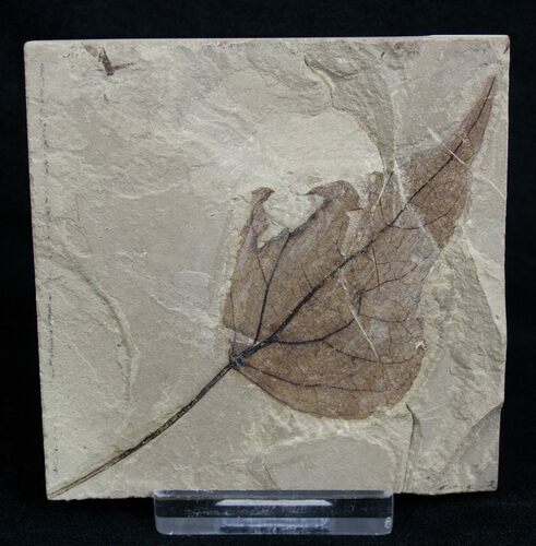 Fossil Poplar Leaf - Green River Formation #2117
